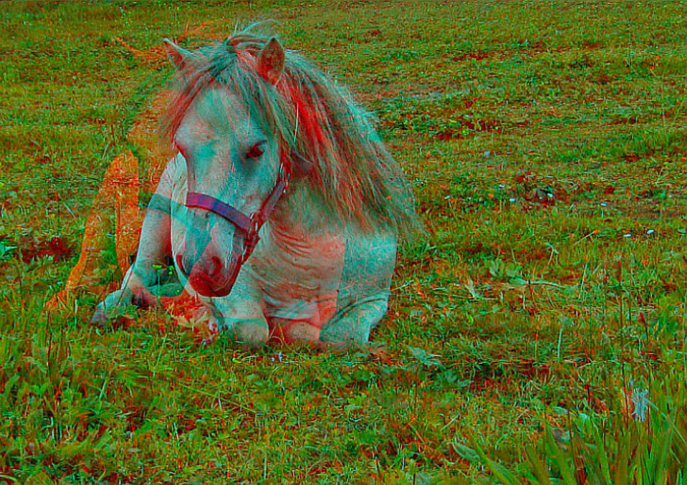 Fohlen (3D-Anaglyphe)