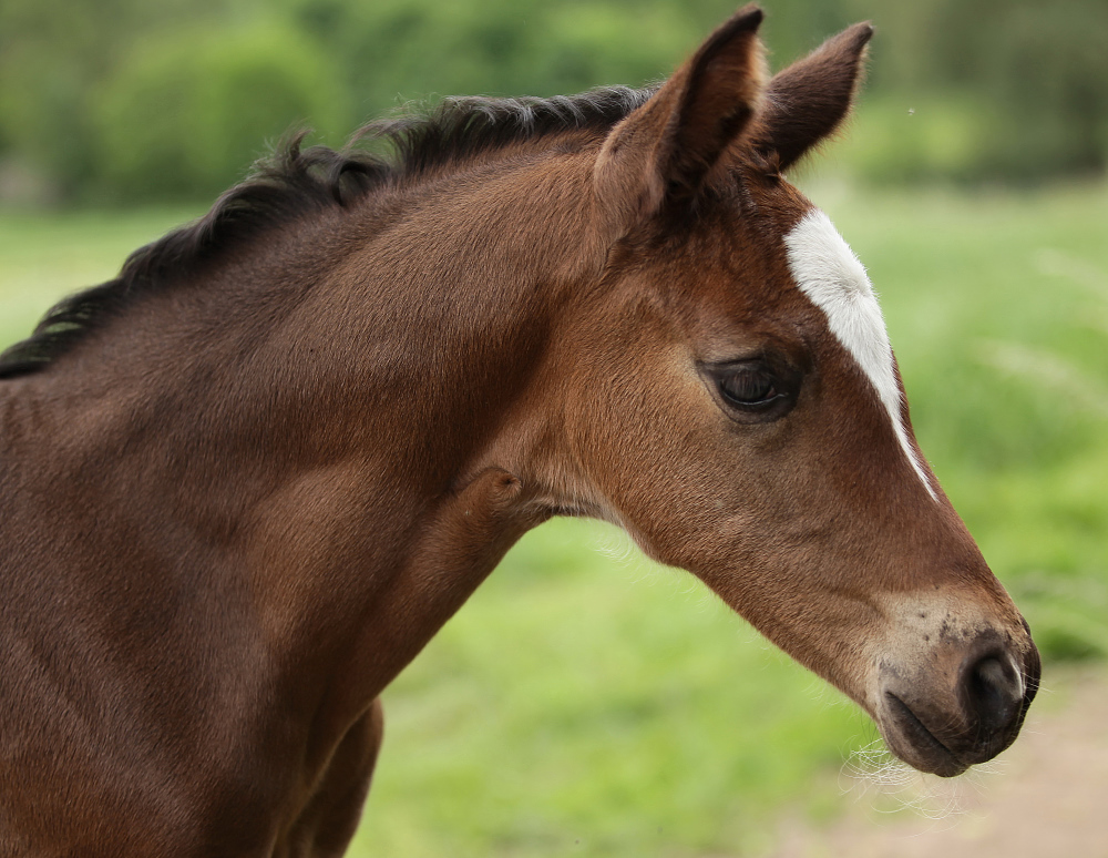Fohlen # 6388 Foto & Bild | archiv projekte naturchannel
