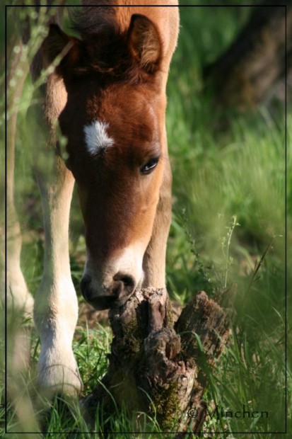 Fohlen....:-)