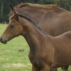 Fohlen auf de Weide