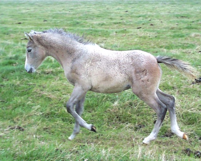 Fohlen auf der Flucht