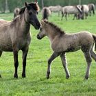 Fohlen- bei den Wildpferden