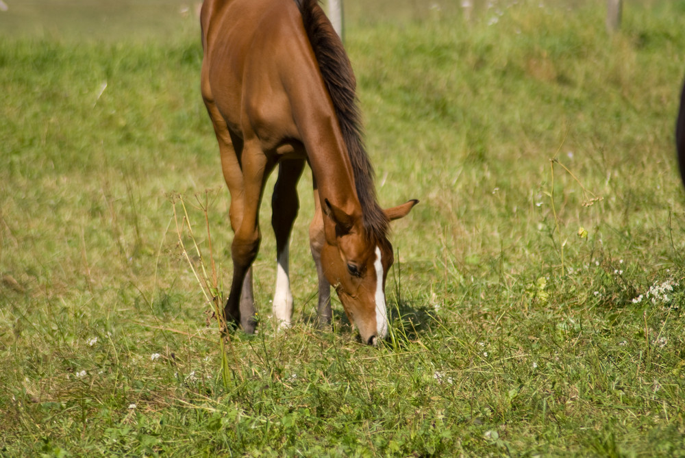 Fohlen