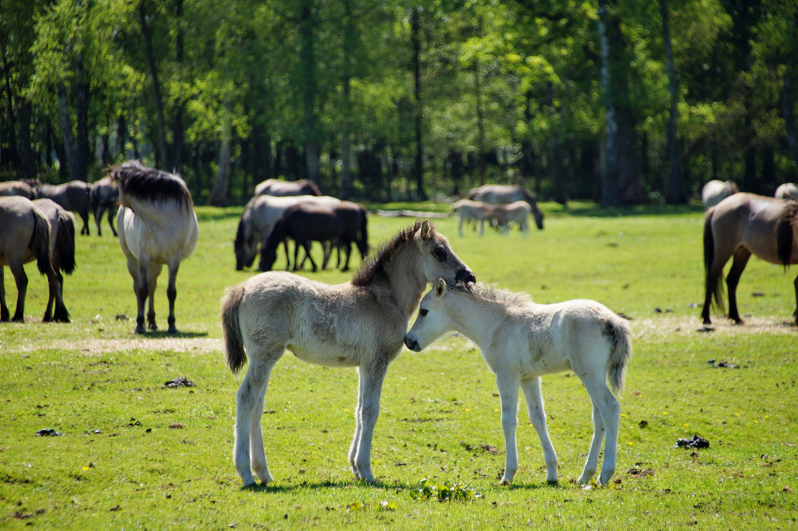 Fohlen einer Herde Wildpferde im Merfelder Bruch