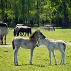 Fohlen einer Herde Wildpferde im Merfelder Bruch