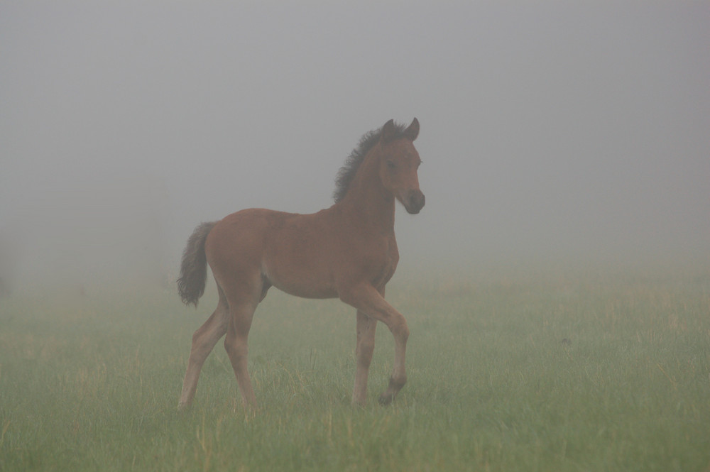 Fohlen im Nebel