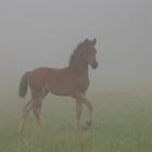 Fohlen im Nebel