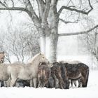 Fohlen im Schneetreiben