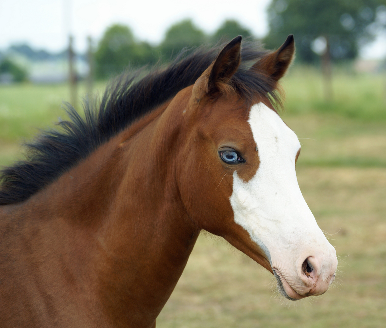 Fohlen mit blauen Augen... Foto & Bild | tiere, tierkinder, natur