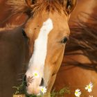 Fohlen mit Blume