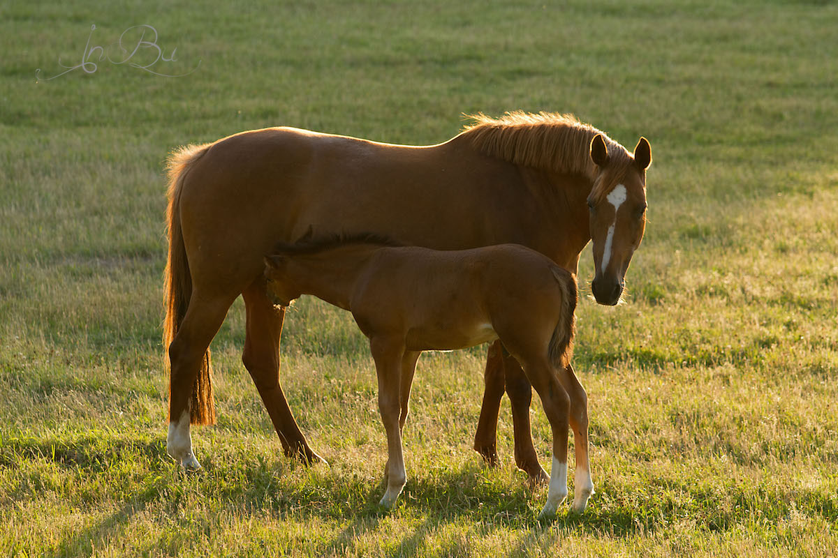 Fohlen mit Mama