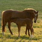 Fohlen mit Mama