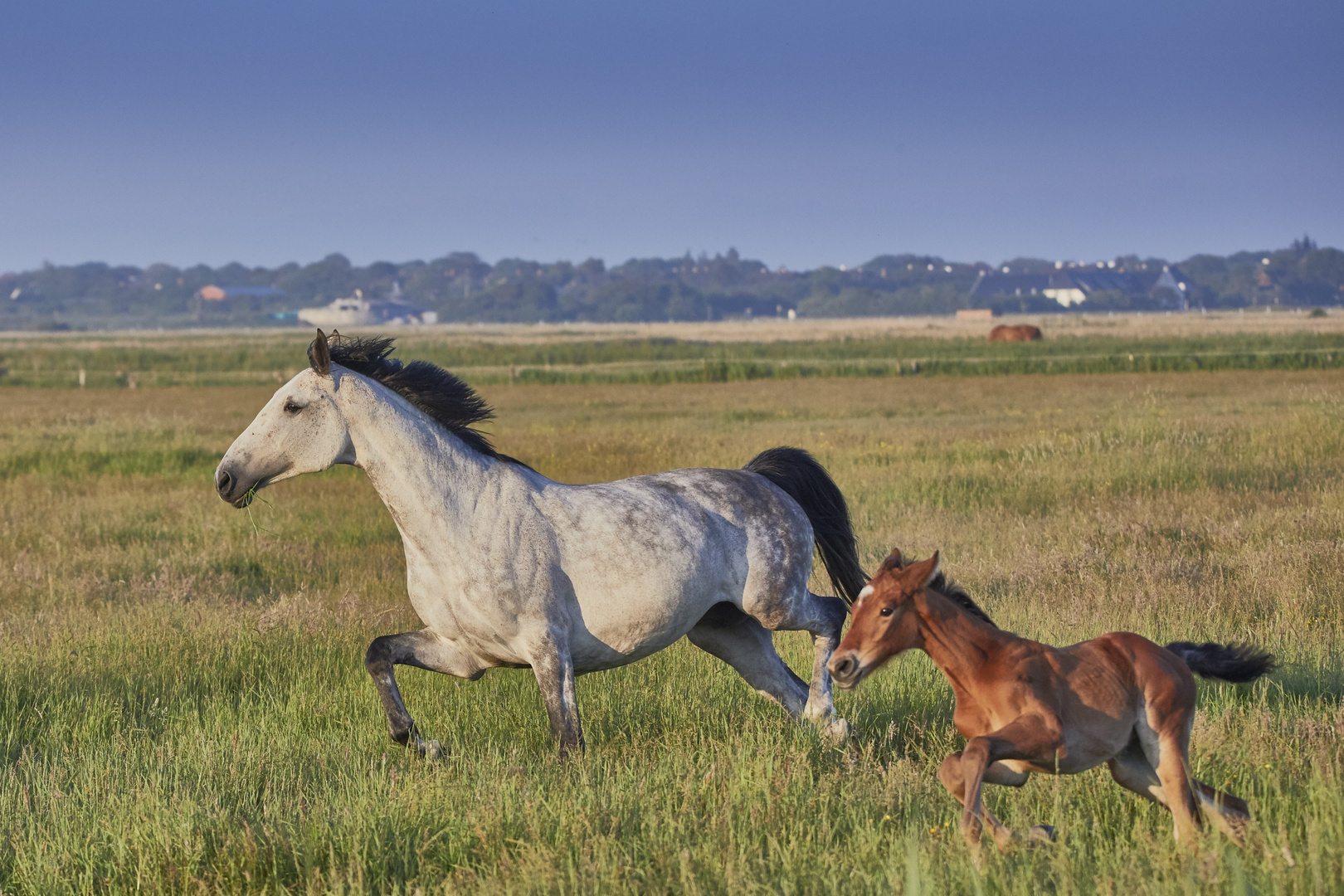 Fohlen mit Stute Foto & Bild | wiese, himmel, natur Bilder auf