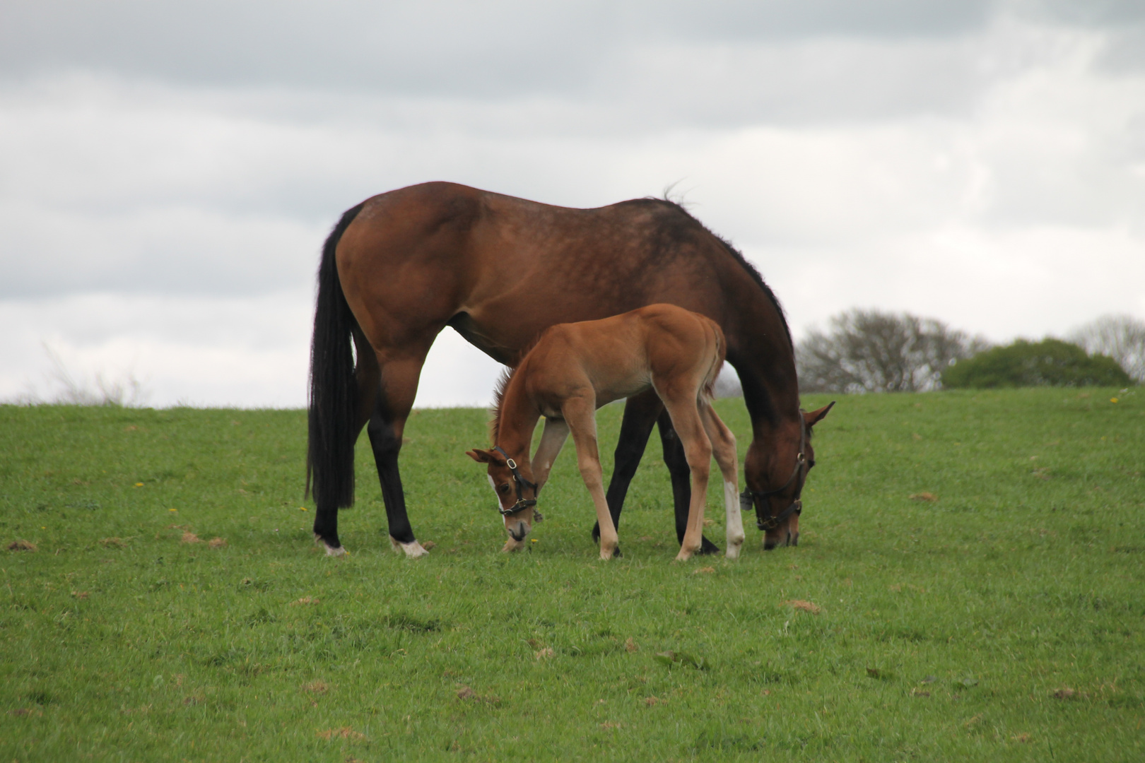 Fohlen mit Stute, Irish Studd, Kildare, Irland