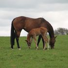 Fohlen mit Stute, Irish Studd, Kildare, Irland