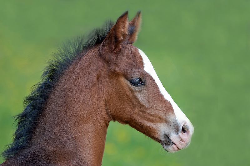 Fohlen Portrait