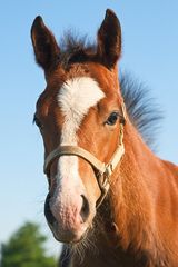 Fohlen Portrait