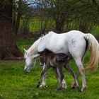 Fohlen und Mama kurz nach der Geburt