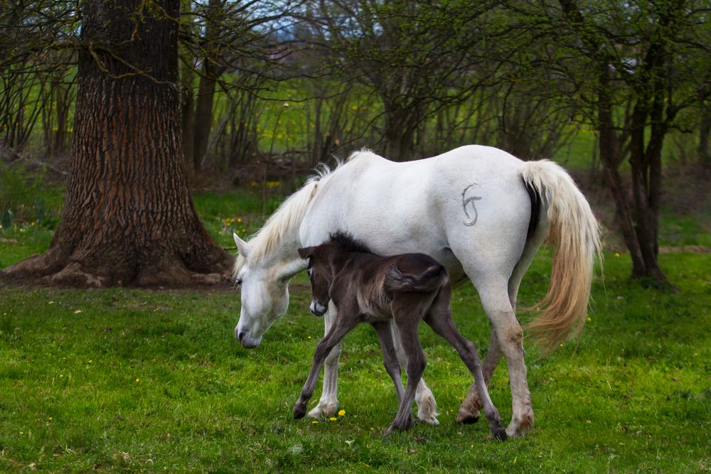 Fohlen und Mama kurz nach der Geburt