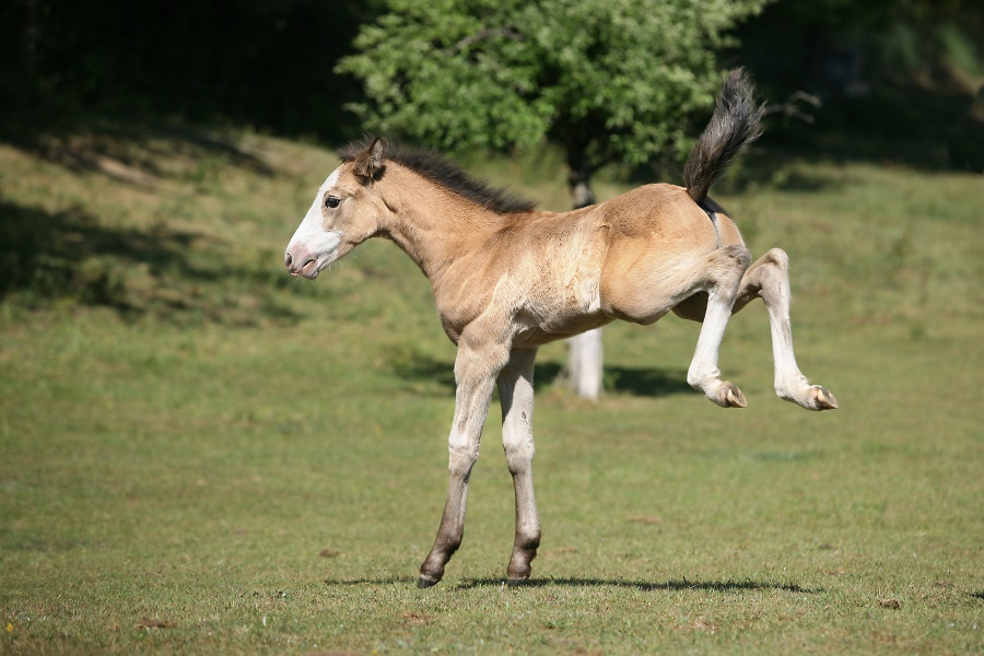 Fohlenballett