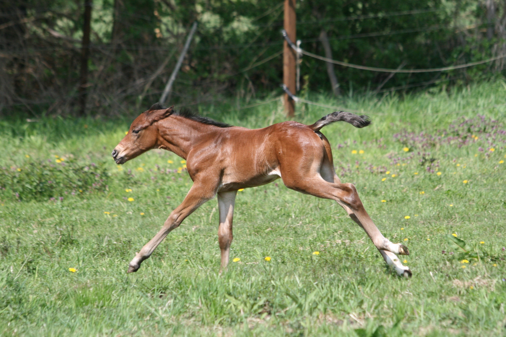 Fohlenfrühling