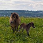 Fohlenfrühling im Allgäu