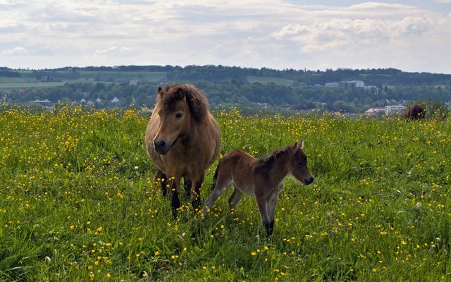 Fohlenfrühling im Allgäu