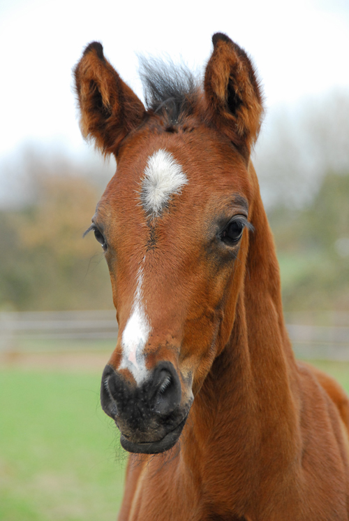 Fohlenportrait