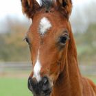 Fohlenportrait