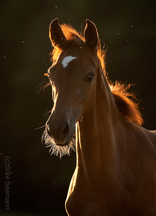 Fohlenportrait