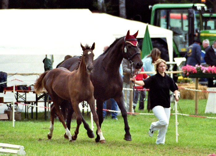 Fohlenschau Usingen