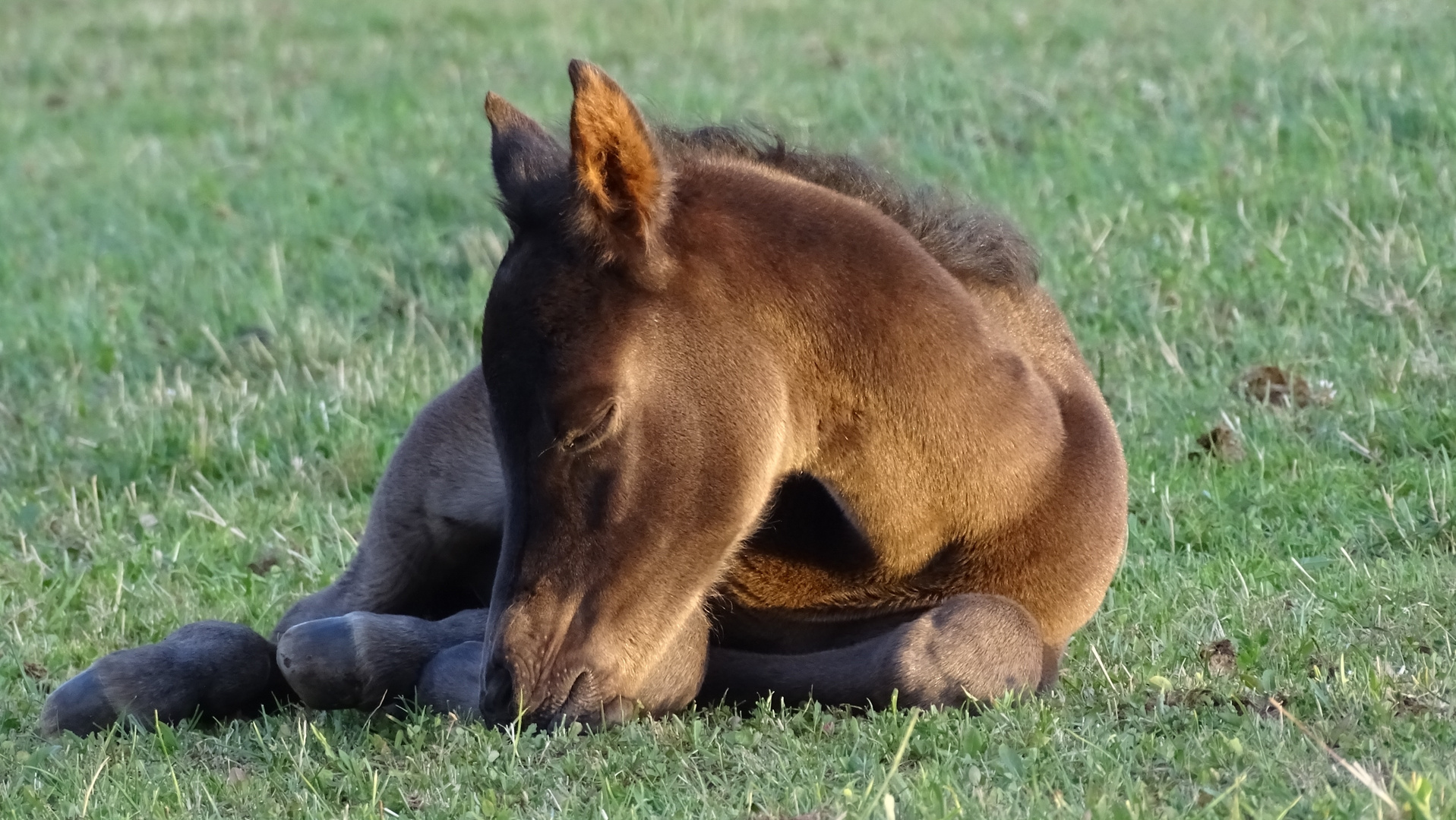 Fohlenschlummer