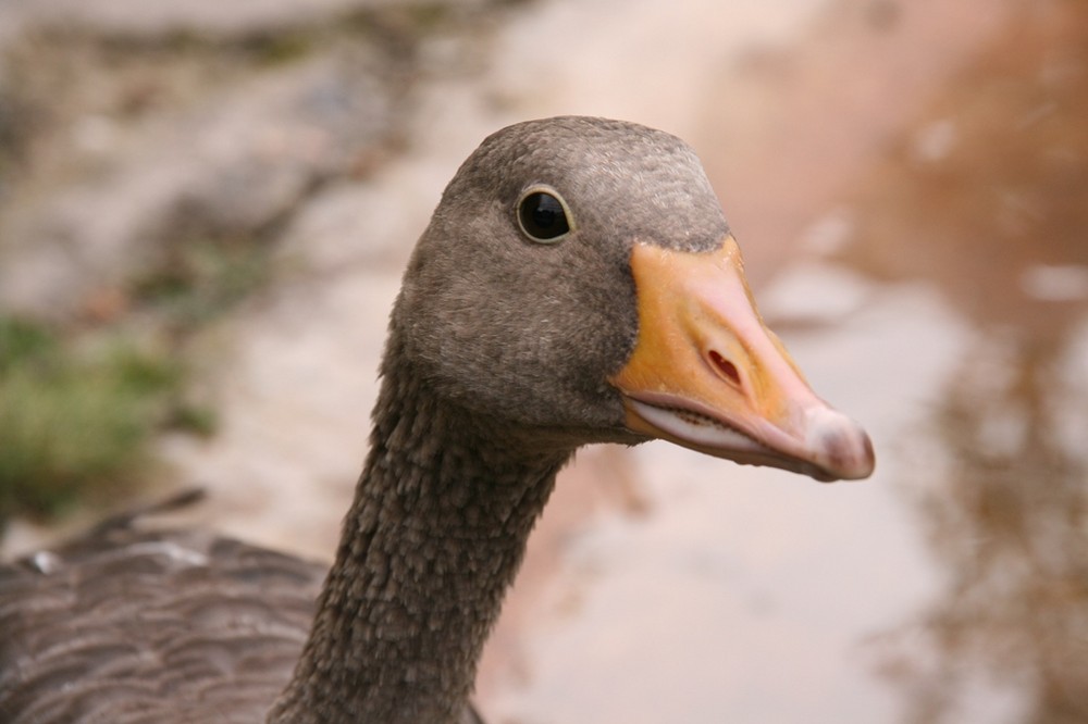 foie gras