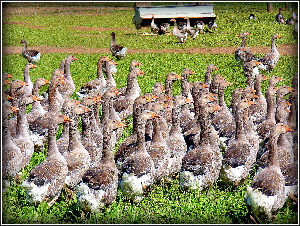 Foie Gras sur pattes .