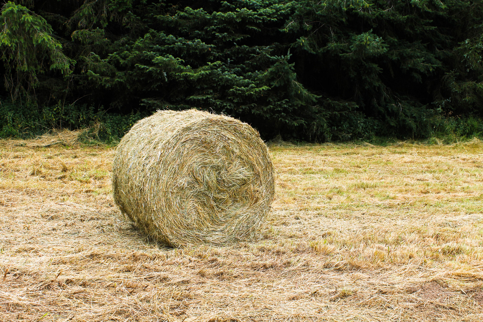 Foin photo et image photographies, nature Images