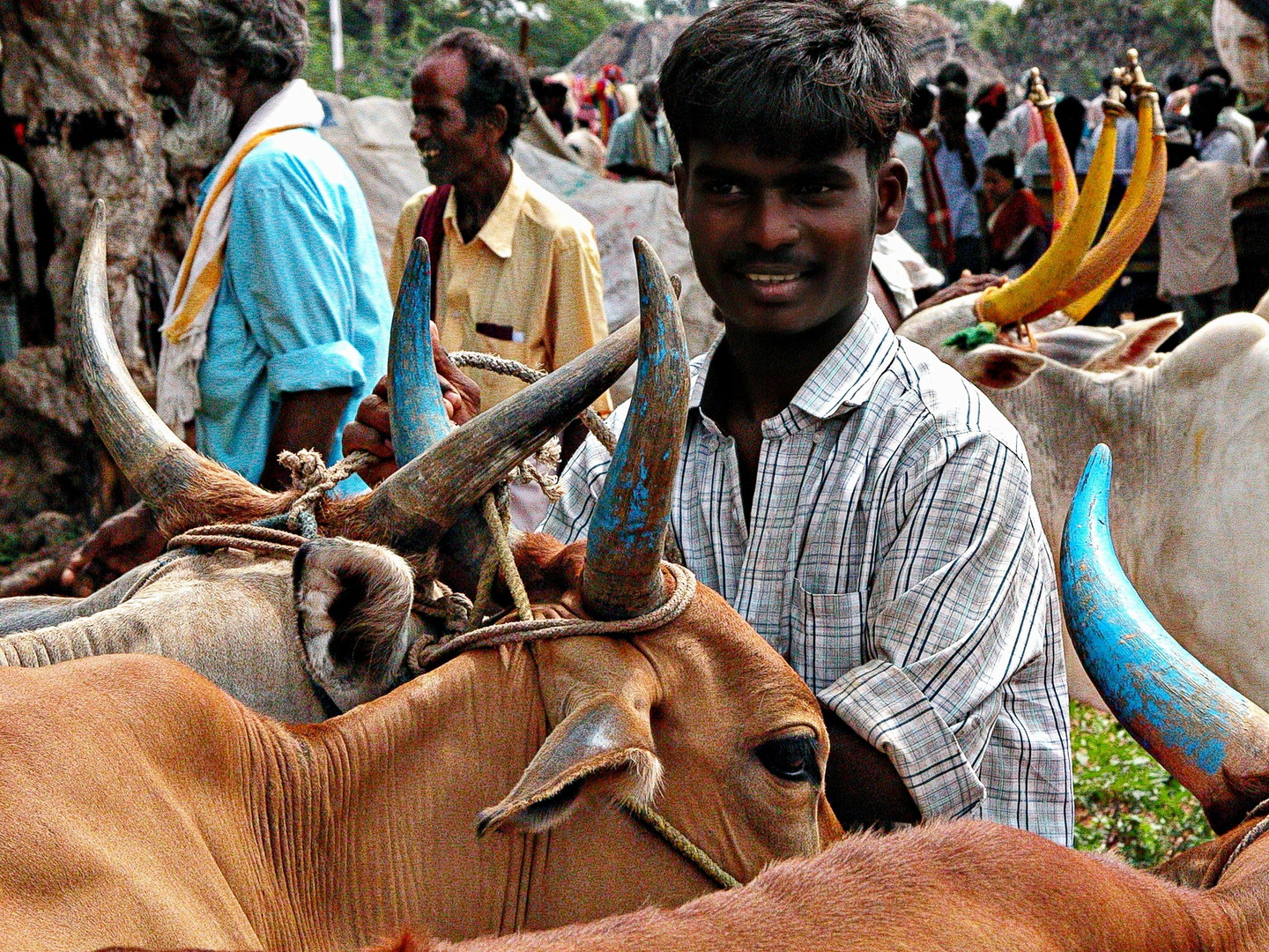 Foire aux bestiaux à Pushkar