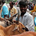 Foire aux bestiaux à Pushkar