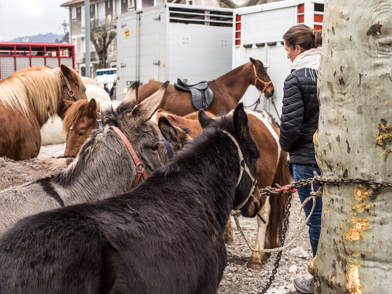 foire aux chevaux