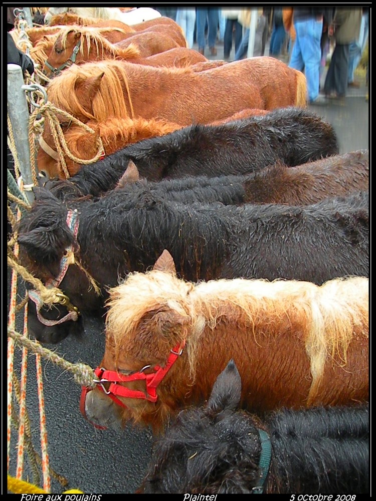 Foire aux Poulains