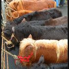 Foire aux Poulains