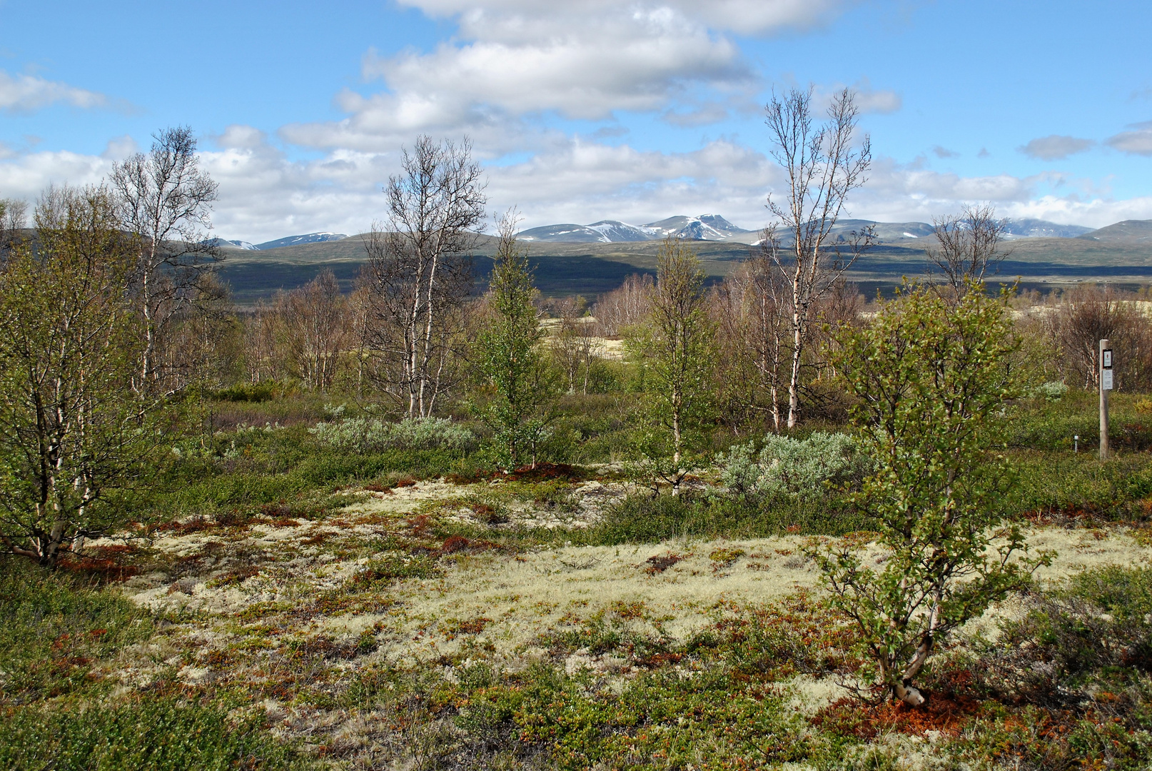 Fokstumyra Naturreservat in Norwegen