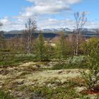 Fokstumyra Naturreservat in Norwegen