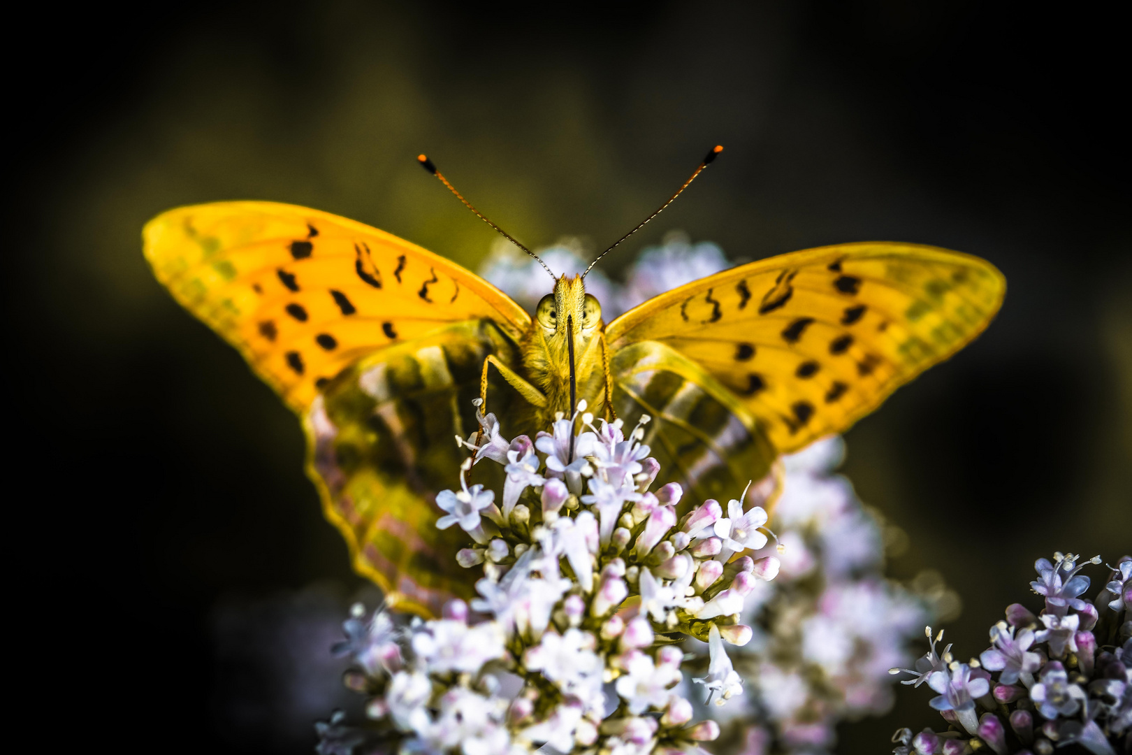 Fokus Schmetterling