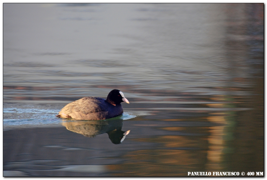 Folaga e riflessi