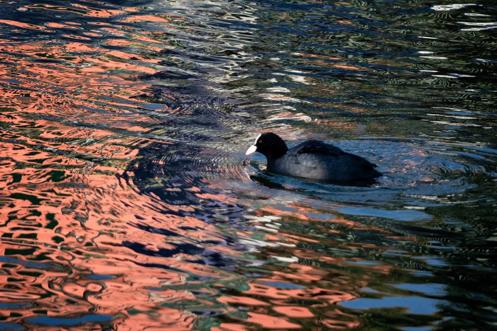 Folaga e riflessi