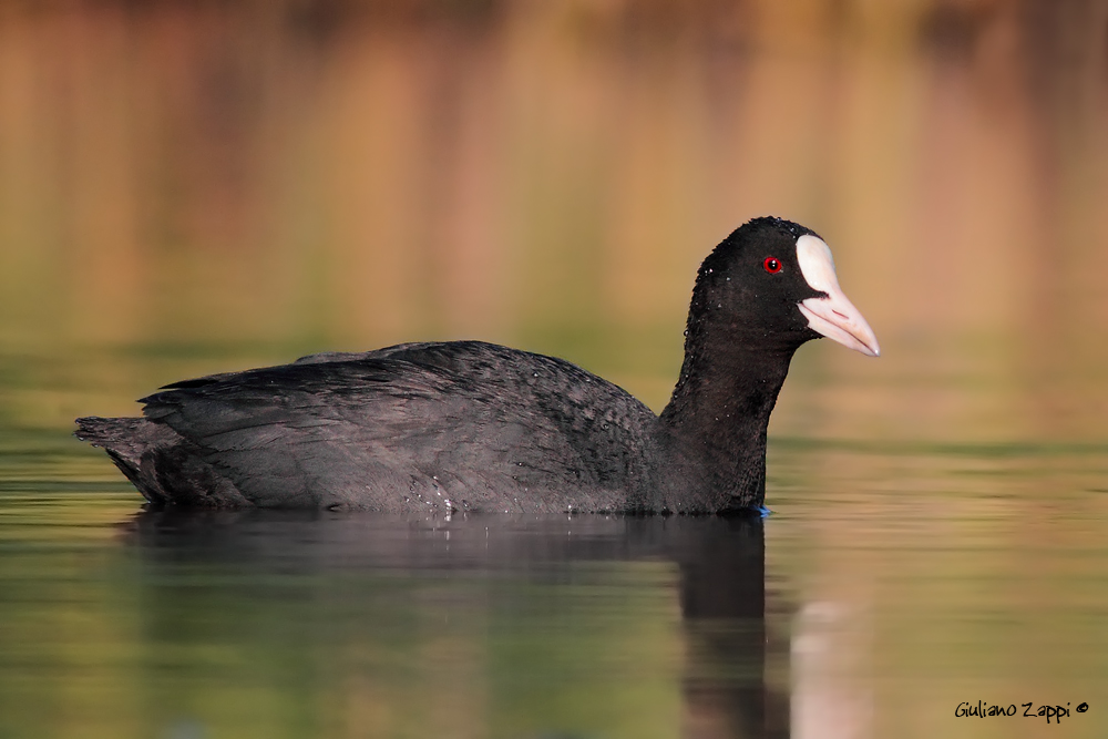 Folaga (Fulica atra)