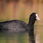 Folaga (Fulica atra)