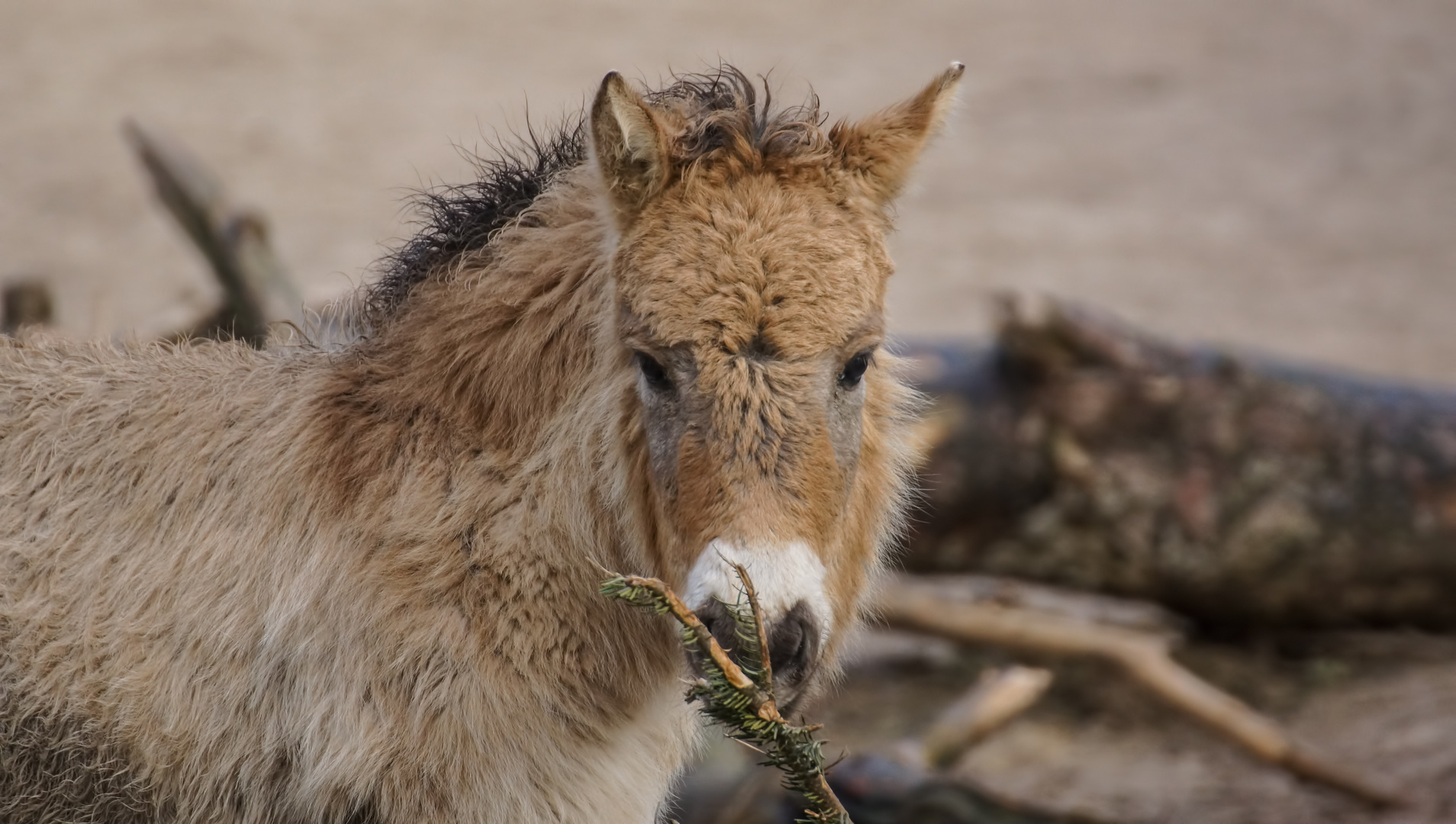 Folen Przewalski