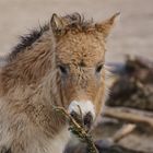 Folen Przewalski