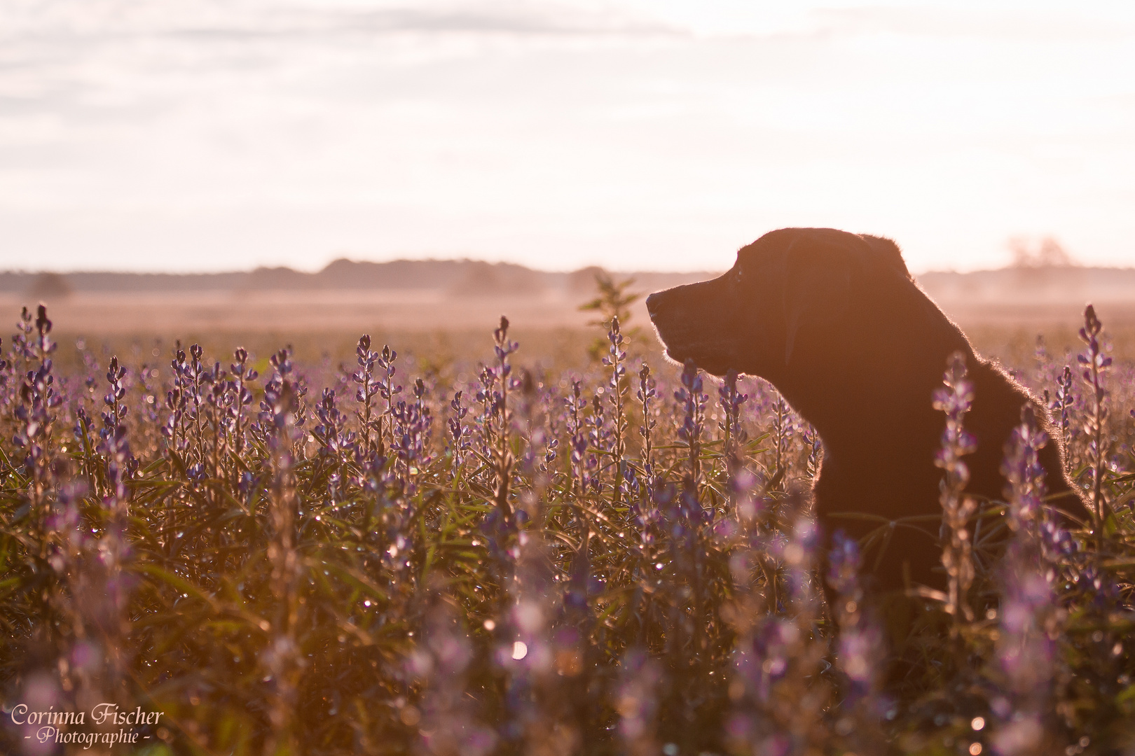 ...folge dem Duft der Blumen * Foto & Bild | tiere, haustiere, hunde